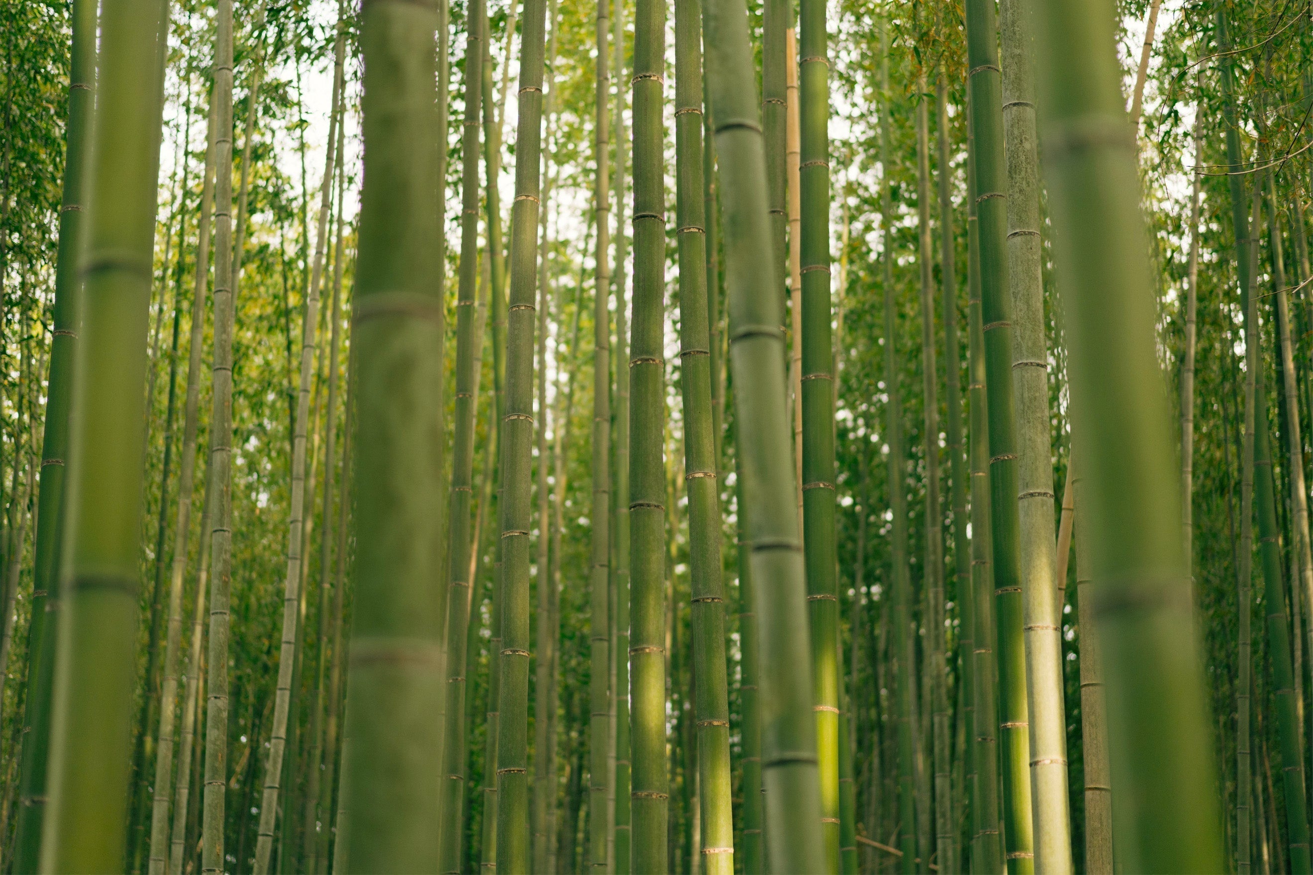 From a Bamboo Forest in Sichuan to Your Home: The Journey of a Tissue