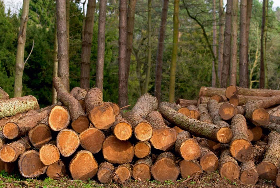 Stacked timber logs from felled trees alongside thriving green bamboo – a side-by-side comparison that highlights why Qingya's bamboo pulp toilet rolls, tissues and flushable wipes are the forest-friendly alternative.