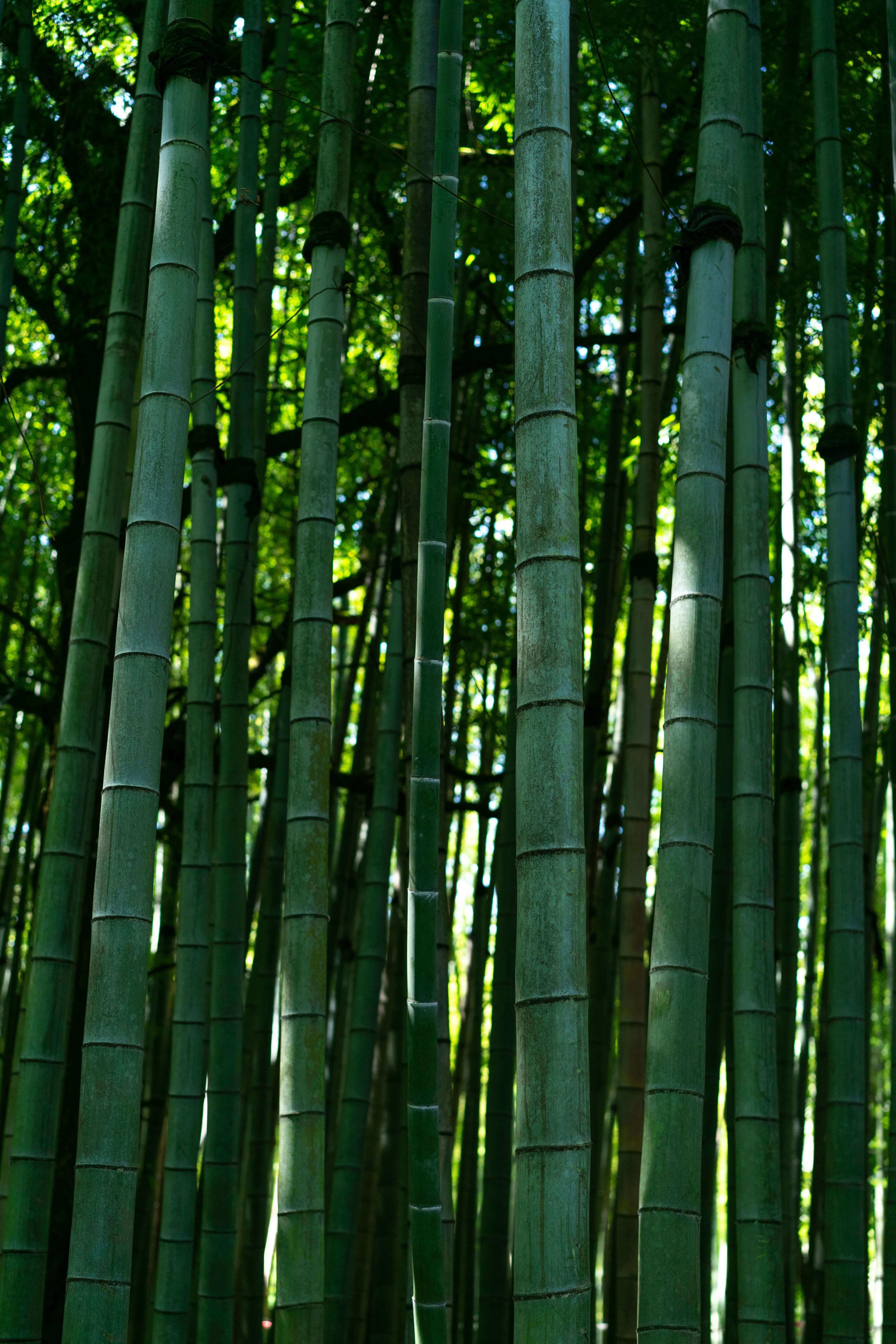 Lush green bamboo forest in the foreground, with deforested stumps and barren land visible behind – a powerful contrast showing why Qingya's bamboo pulp toilet rolls, tissues and flushable wipes are the tree-saving choice for a sustainable tomorrow.