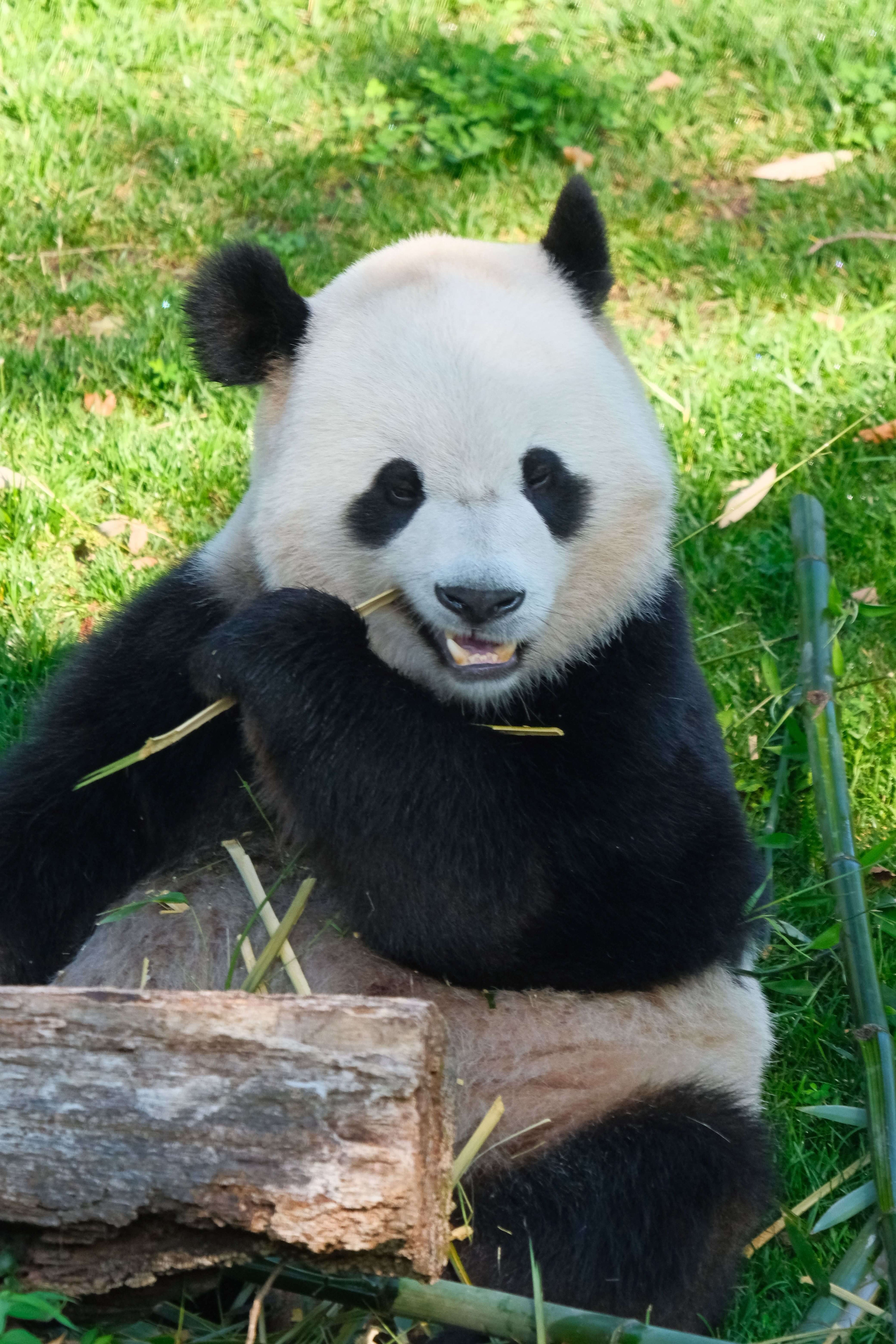 Giant panda eating bamboo in natural habitat - bamboo paper protects pandas
