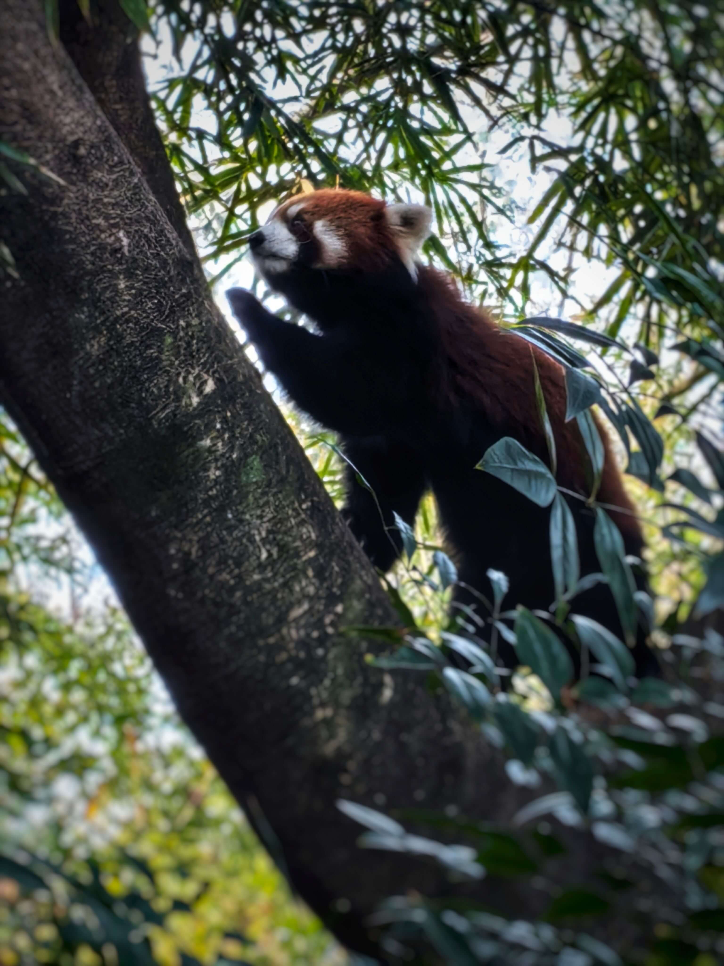 Red panda sitting in bamboo forest - choose bamboo paper