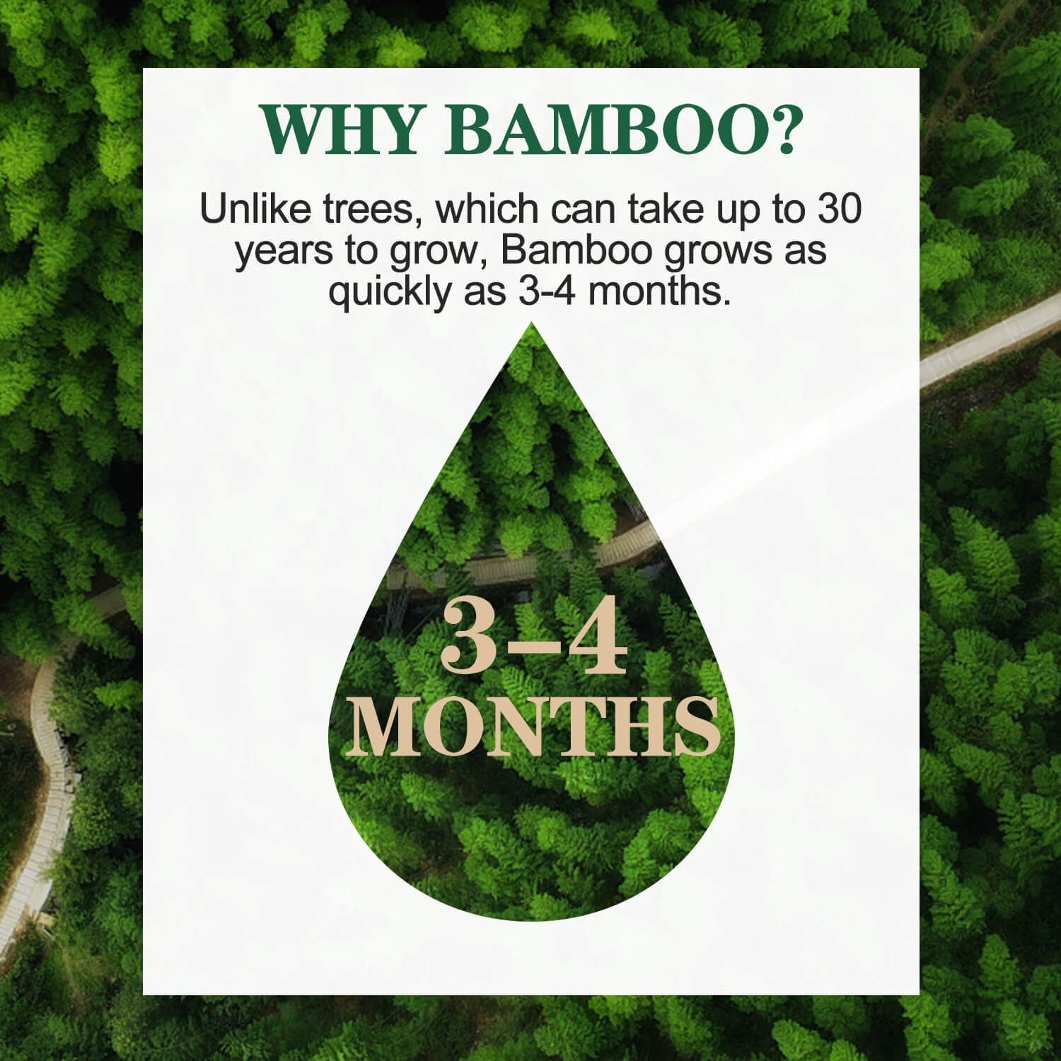 why_bamboo_trees_take_30_years_to_grow_vs_bamboo_grows_in_3_to_4_months_faster_sustainable_alternative
